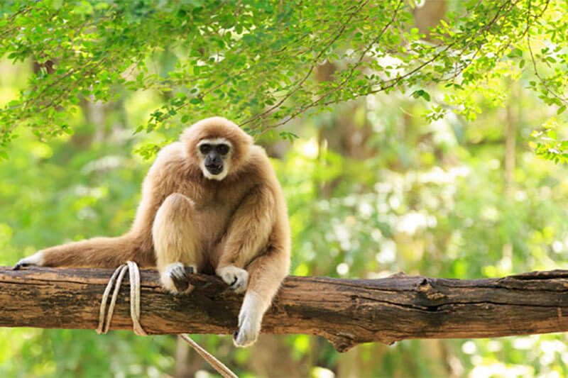 nam cat tien gibbon adventures