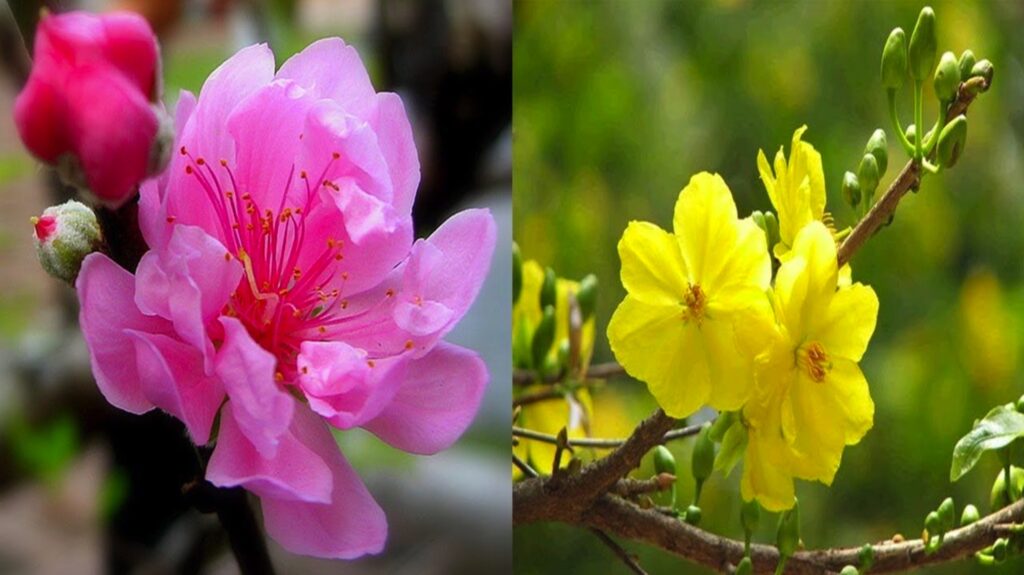 Tet's holiday flowers
