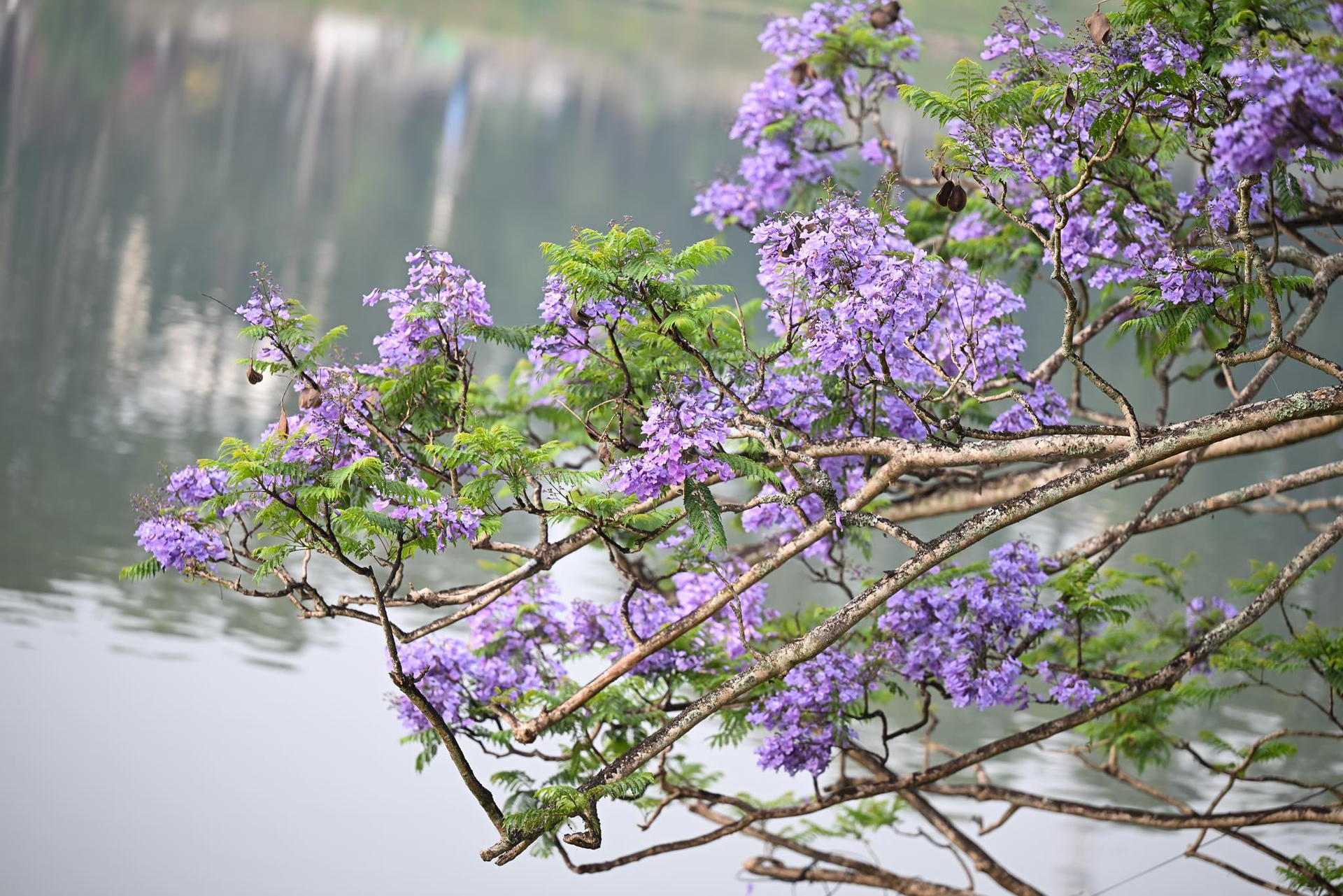 xuan huong lake