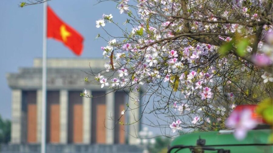 Peach flowers bloom before the President Ho Chi Minh Mausoleum in hanoi. Is hanoi bigger than saigon ?