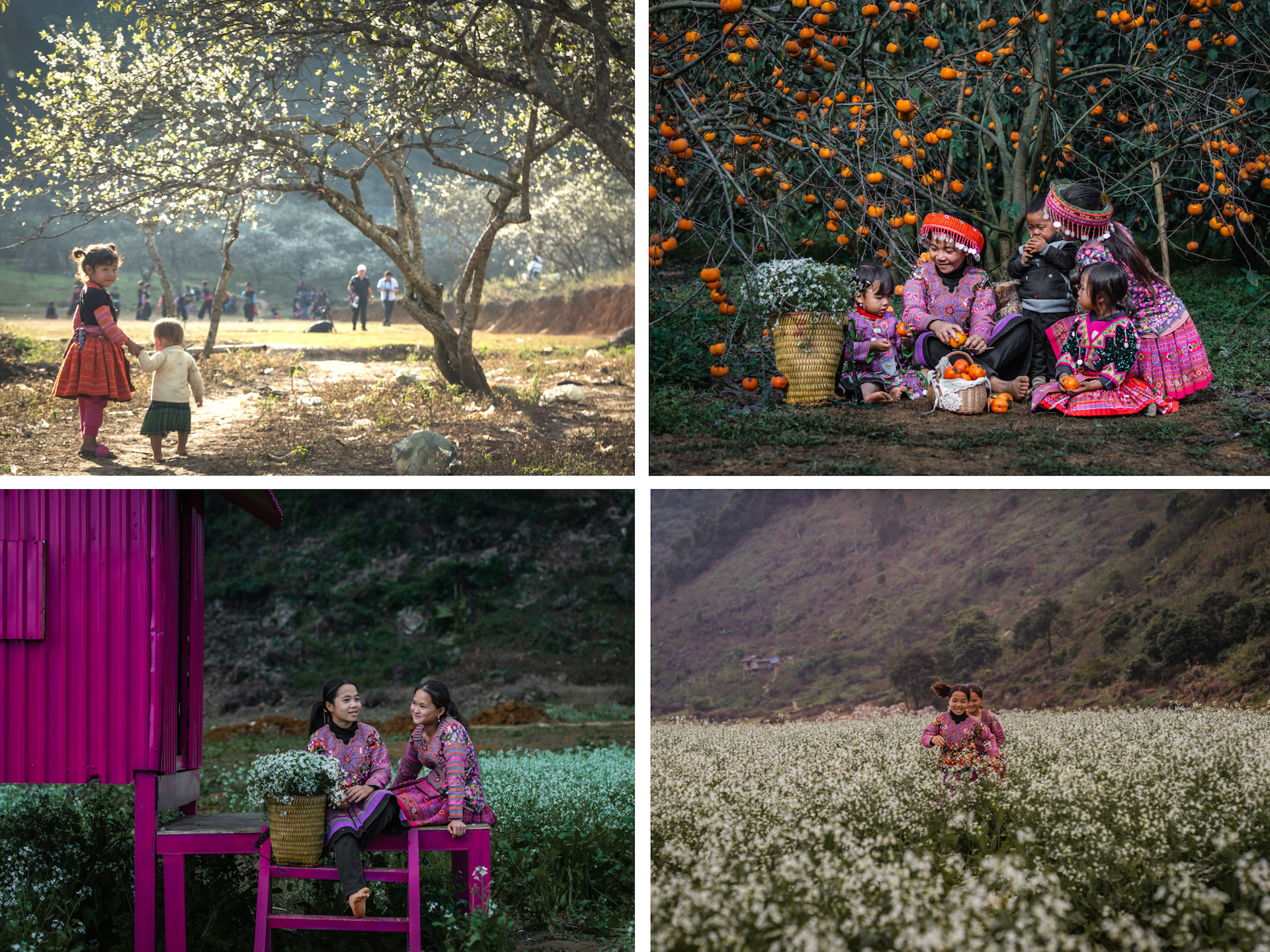 Local children and families immersed in the beautiful landscapes and agricultural traditions of the Moc Chau highlands.