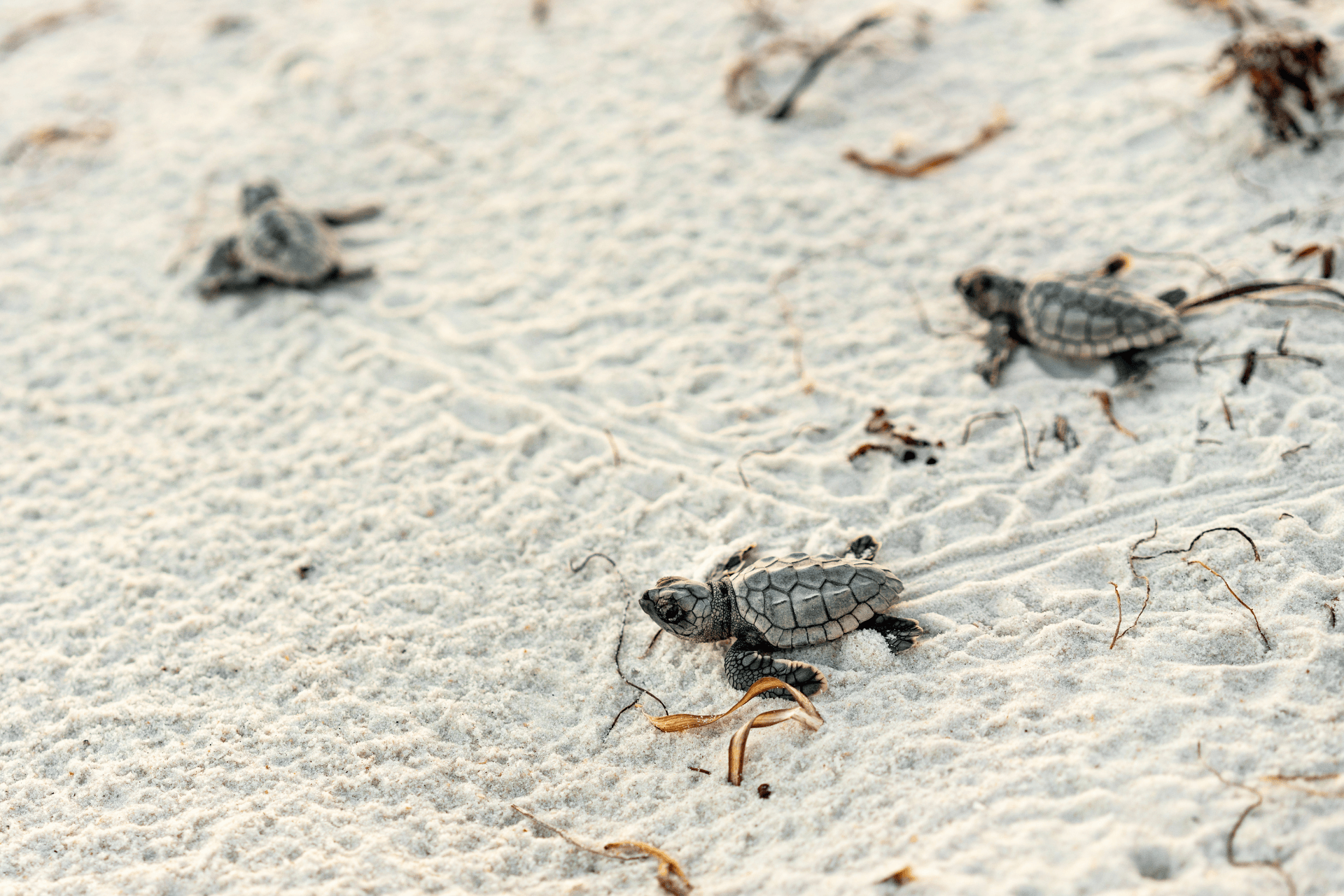 Con Dao turtle nesting season July – where to travel in summer | Jackfruit Adventure